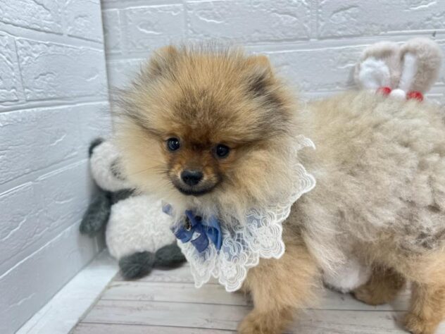 岡山県のポメラニアン (ワンキャラット アミーゴ岡南店/2025年12月13日生まれ/男の子/オレンジセーブル)の子犬の3枚目の画像