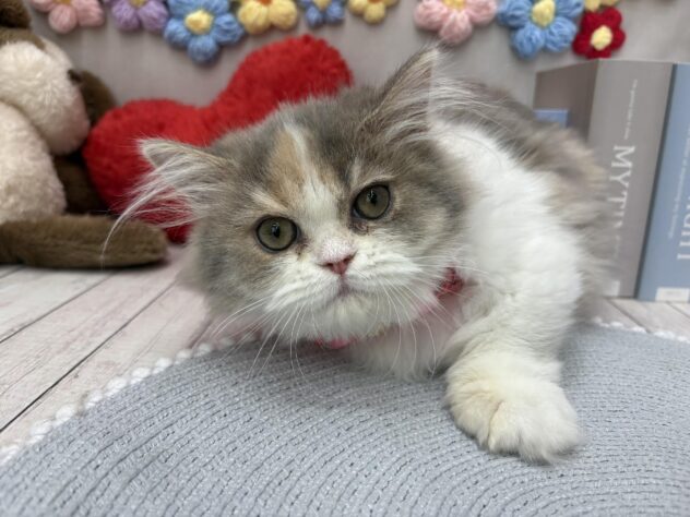 岡山県のミヌエット (ワンキャラット アミーゴ高屋店/2025年11月15日生まれ/女の子/ダイリュートキャリコ)の子猫の2枚目の画像