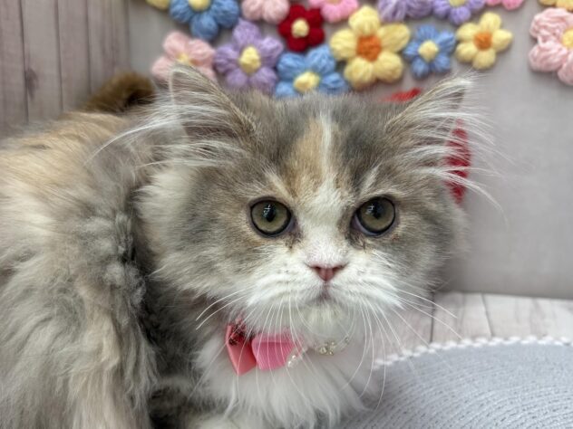 岡山県のミヌエット (ワンキャラット アミーゴ高屋店/2025年11月15日生まれ/女の子/ダイリュートキャリコ)の子猫の1枚目の画像