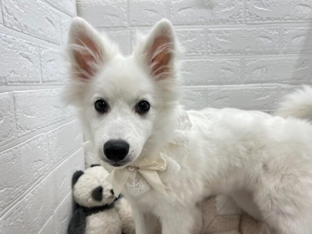 岡山県の日本スピッツ (ワンキャラット アミーゴ岡南店/2025年11月16日生まれ/女の子/ホワイト)の子犬の1枚目の画像