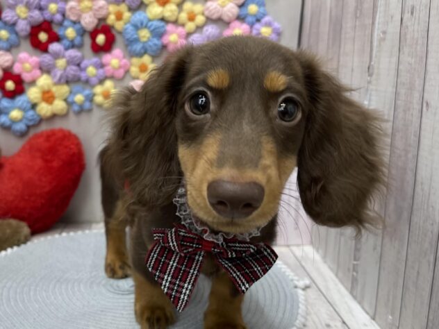 岡山県のミニチュアダックスフンド(ロング) (ワンキャラット アミーゴ高屋店/2026年1月3日生まれ/男の子/チョコレートタン)の子犬の1枚目の画像