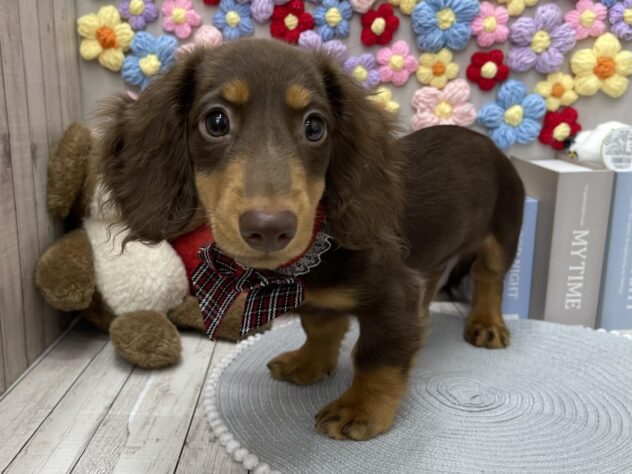 岡山県のミニチュアダックスフンド(ロング) (ワンキャラット アミーゴ高屋店/2026年1月3日生まれ/男の子/チョコレートタン)の子犬の2枚目の画像