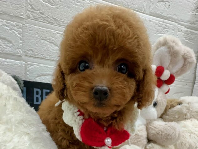 岡山県のトイプードル(トイ) (ワンキャラット アミーゴ岡南店/2026年2月16日生まれ/女の子/レッド)の子犬の1枚目の画像