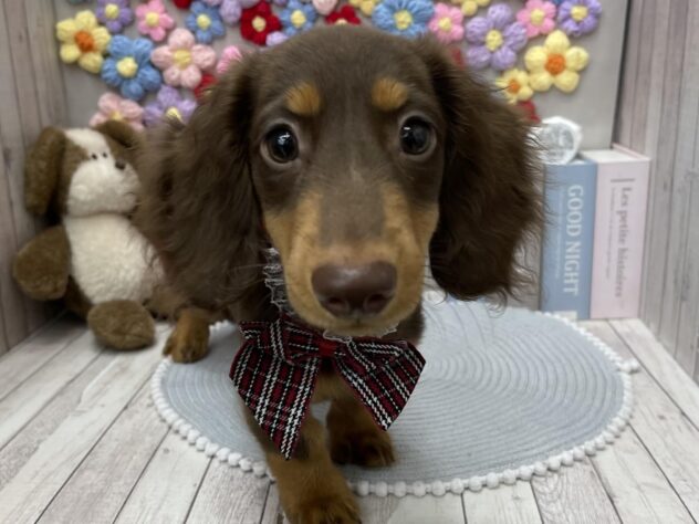 岡山県のミニチュアダックスフンド(ロング) (ワンキャラット アミーゴ高屋店/2026年1月3日生まれ/男の子/チョコレートタン)の子犬の3枚目の画像