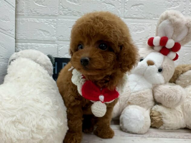 岡山県のトイプードル(トイ) (ワンキャラット アミーゴ岡南店/2026年2月16日生まれ/女の子/レッド)の子犬の3枚目の画像