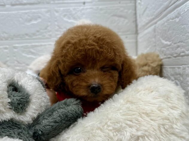 岡山県のトイプードル(トイ) (ワンキャラット アミーゴ岡南店/2026年2月16日生まれ/女の子/レッド)の子犬の4枚目の画像