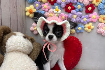 岡山県のチワワ(ロング) (ワンキャラット アミーゴ高屋店/2025年11月30日生まれ/男の子/ブラックホワイト)の子犬の1枚目の画像