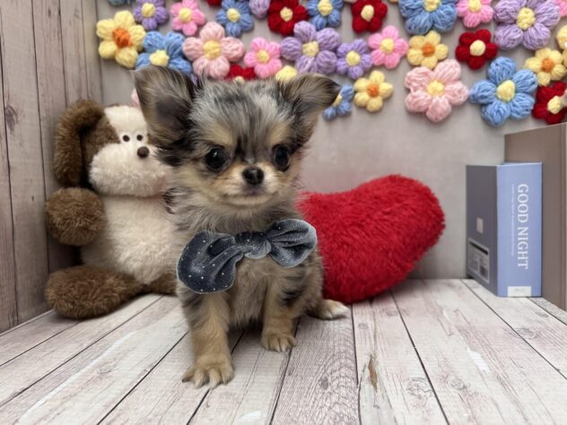 岡山県のチワワ(ロング) (ワンキャラット アミーゴ高屋店/2026年2月11日生まれ/女の子/ブルーマール)の子犬の1枚目の画像