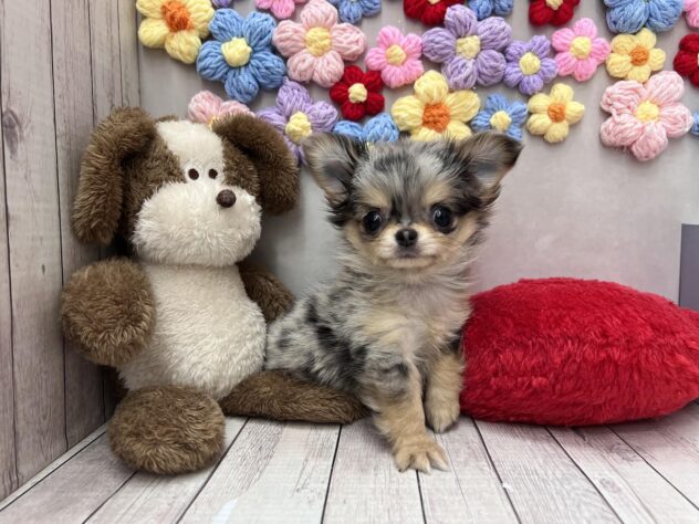 岡山県のチワワ(ロング) (ワンキャラット アミーゴ高屋店/2026年2月11日生まれ/女の子/ブルーマール)の子犬の2枚目の画像