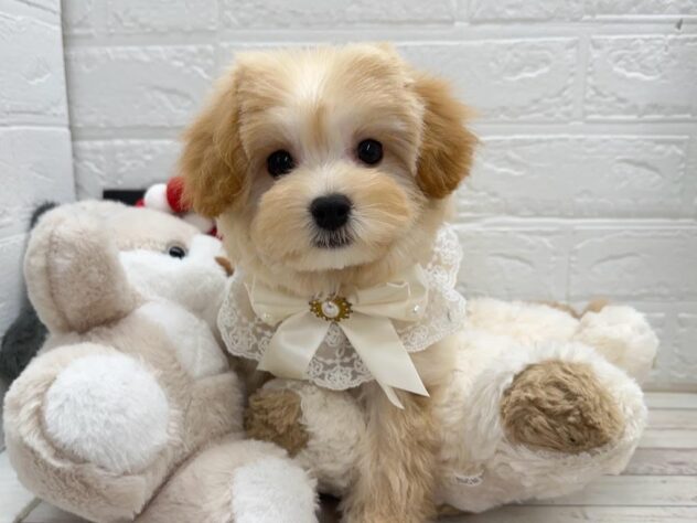 岡山県のハーフ犬・ミックス犬 (ワンキャラット アミーゴ岡南店/2026年1月19日生まれ/女の子/アプリコット)の子犬の1枚目の画像