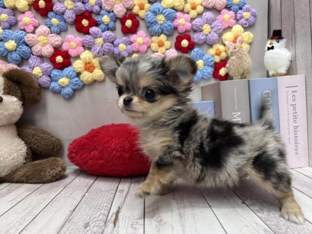 岡山県のチワワ(ロング) (ワンキャラット アミーゴ高屋店/2026年2月11日生まれ/女の子/ブルーマール)の子犬の3枚目の画像