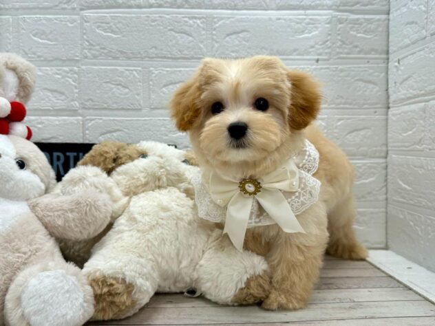 岡山県のハーフ犬・ミックス犬 (ワンキャラット アミーゴ岡南店/2026年1月19日生まれ/女の子/アプリコット)の子犬の2枚目の画像