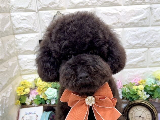 兵庫県のトイプードル(トイ) (ワンキャラット アミーゴ姫路花田店/2025年10月28日生まれ/男の子/ブラック)の子犬の1枚目の画像