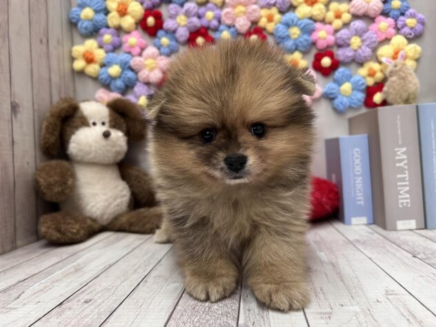 岡山県のポメラニアン (ワンキャラット アミーゴ高屋店/2026年2月20日生まれ/女の子/オレンジ)の子犬の3枚目の画像