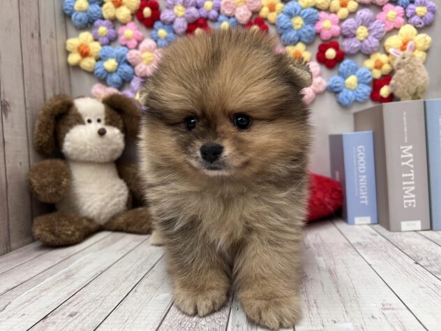 岡山県のポメラニアン (ワンキャラット アミーゴ高屋店/2026年2月20日生まれ/女の子/オレンジ)の子犬の2枚目の画像