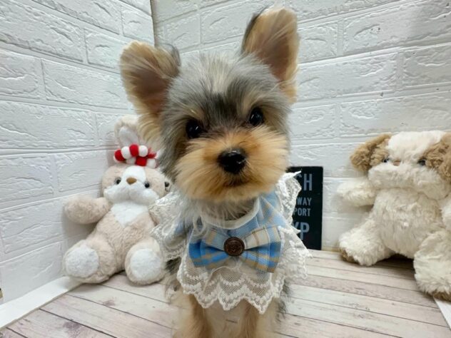 岡山県のヨークシャーテリア (ワンキャラット アミーゴ岡南店/2025年12月12日生まれ/男の子/スチールブルータン)の子犬の1枚目の画像