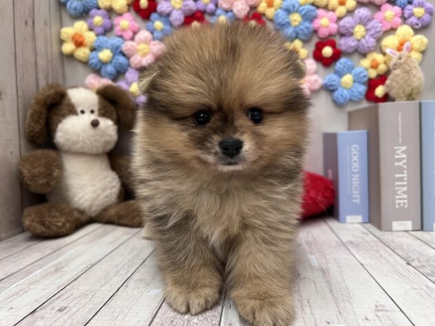 岡山県のポメラニアン (ワンキャラット アミーゴ高屋店/2026年2月20日生まれ/女の子/オレンジ)の子犬の1枚目の画像