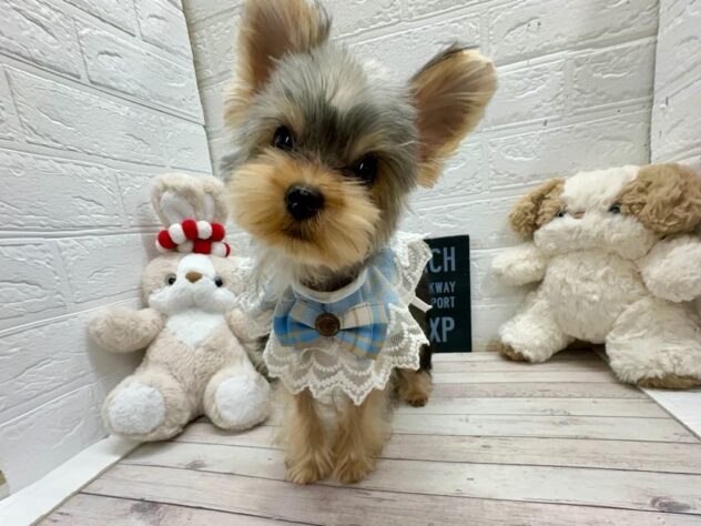 岡山県のヨークシャーテリア (ワンキャラット アミーゴ岡南店/2025年12月12日生まれ/男の子/スチールブルータン)の子犬の2枚目の画像