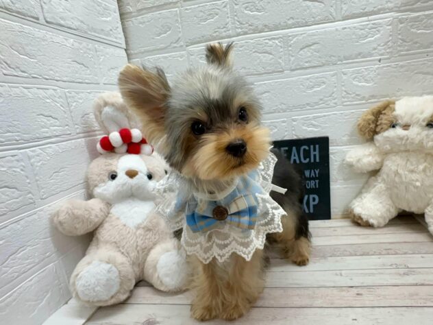 岡山県のヨークシャーテリア (ワンキャラット アミーゴ岡南店/2025年12月12日生まれ/男の子/スチールブルータン)の子犬の3枚目の画像