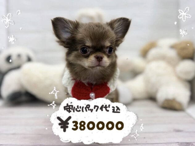 岡山県のチワワ(ロング) (ワンキャラット アミーゴ岡南店/2026年1月30日生まれ/女の子/チョコレートクリーム)の子犬