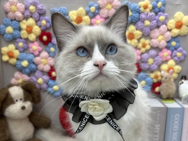 岡山県のラグドール (ワンキャラット アミーゴ高屋店/2025年6月23日生まれ/男の子/ブルーポイントバイカラー)の子猫の1枚目の画像