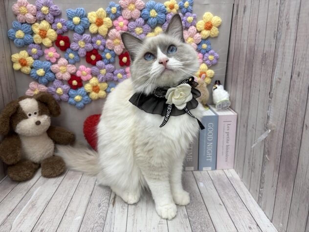 岡山県のラグドール (ワンキャラット アミーゴ高屋店/2025年6月23日生まれ/男の子/ブルーポイントバイカラー)の子猫の2枚目の画像