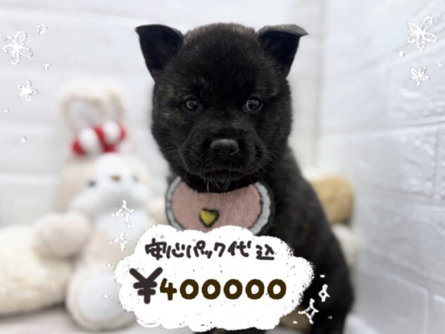 岡山県の甲斐犬 (ワンキャラット アミーゴ岡南店/2026年2月21日生まれ/男の子/黒虎)の子犬の1枚目の画像