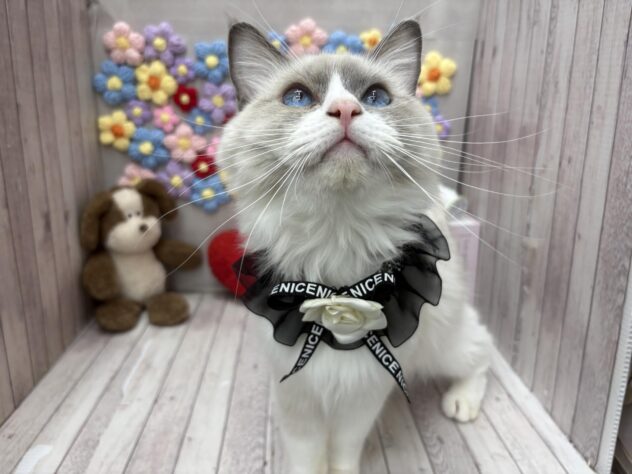 岡山県のラグドール (ワンキャラット アミーゴ高屋店/2025年6月23日生まれ/男の子/ブルーポイントバイカラー)の子猫の3枚目の画像