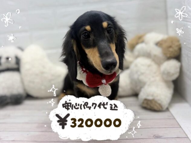 2026年11月10日生まれのミニチュアダックスフンド(ロング)