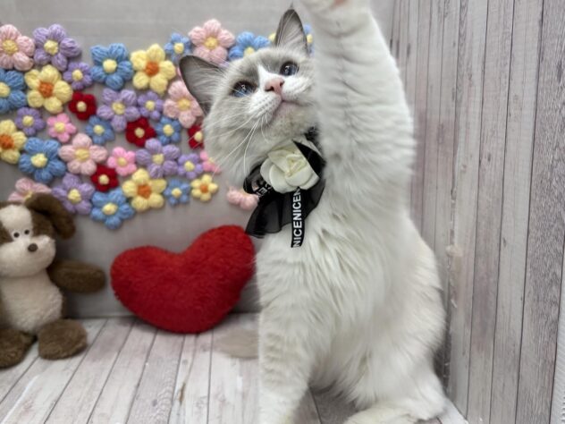 岡山県のラグドール (ワンキャラット アミーゴ高屋店/2025年6月23日生まれ/男の子/ブルーポイントバイカラー)の子猫の4枚目の画像