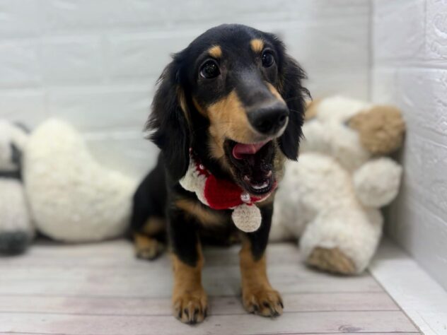 岡山県のミニチュアダックスフンド(ロング) (ワンキャラット アミーゴ岡南店/2026年11月10日生まれ/女の子/ブラックタン)の子犬の2枚目の画像