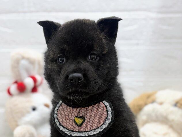 岡山県の甲斐犬 (ワンキャラット アミーゴ岡南店/2026年2月21日生まれ/男の子/黒虎)の子犬の2枚目の画像