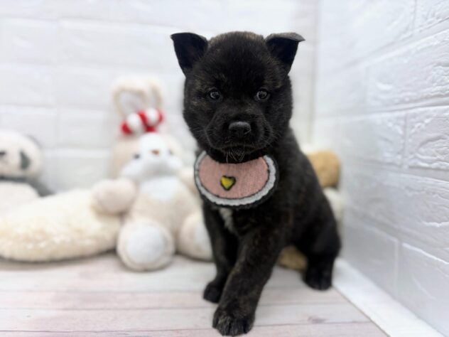 岡山県の甲斐犬 (ワンキャラット アミーゴ岡南店/2026年2月21日生まれ/男の子/黒虎)の子犬の3枚目の画像