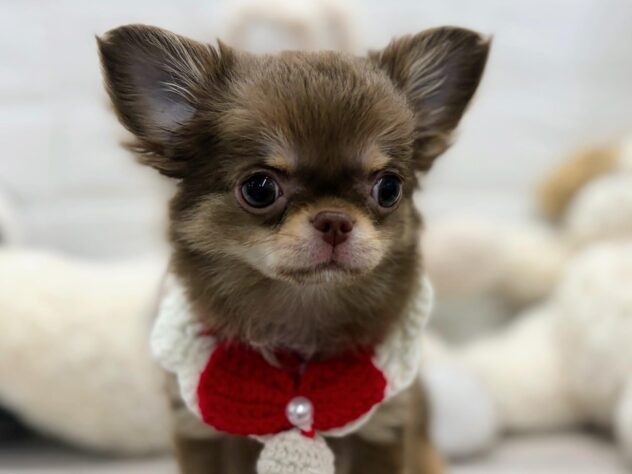 岡山県のチワワ(ロング) (ワンキャラット アミーゴ岡南店/2026年1月30日生まれ/女の子/チョコレートクリーム)の子犬の2枚目の画像