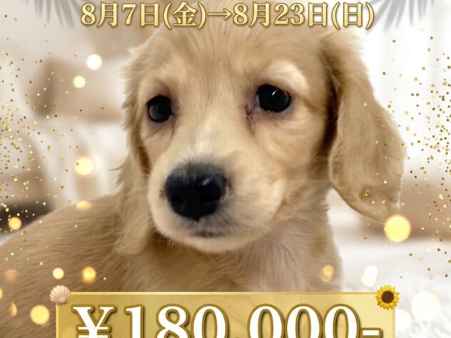 岡山県のミニチュアダックスフンド(ロング) (アミーゴ津山店/2026年2月6日生まれ/女の子/イエロー)の子犬