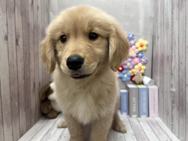 岡山県のゴールデンレトリバー (ワンキャラット アミーゴ高屋店/2026年2月24日生まれ/男の子/ゴールデン)の子犬の2枚目の画像