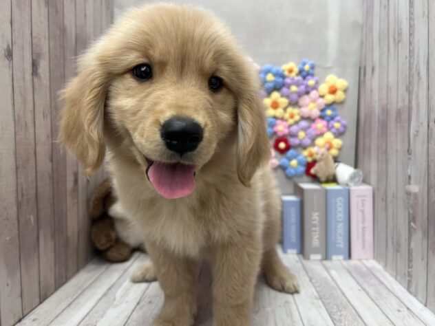 岡山県のゴールデンレトリバー (ワンキャラット アミーゴ高屋店/2026年2月24日生まれ/男の子/ゴールデン)の子犬の3枚目の画像