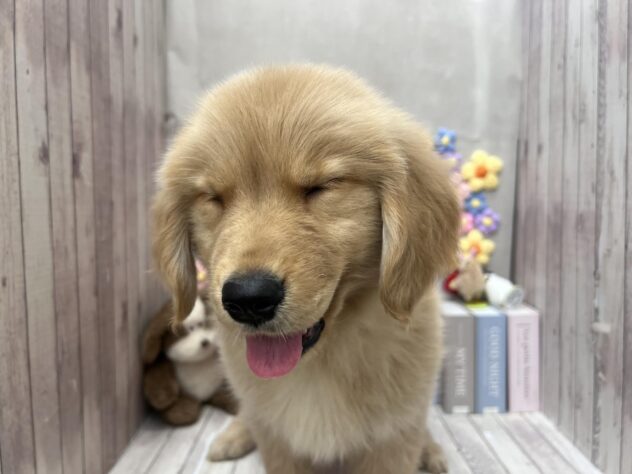 岡山県のゴールデンレトリバー (ワンキャラット アミーゴ高屋店/2026年2月24日生まれ/男の子/ゴールデン)の子犬の4枚目の画像