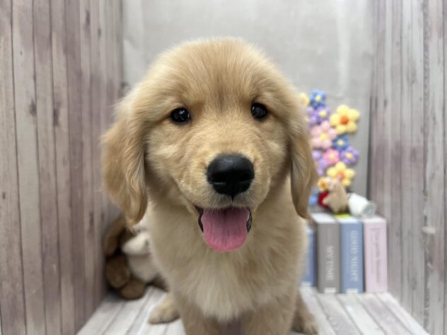 岡山県のゴールデンレトリバー (ワンキャラット アミーゴ高屋店/2026年2月24日生まれ/男の子/ゴールデン)の子犬の1枚目の画像
