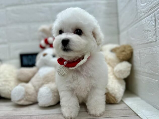 岡山県のビションフリーゼ (ワンキャラット アミーゴ岡南店/2026年2月5日生まれ/女の子/ホワイト)の子犬の3枚目の画像