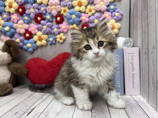 岡山県のサイベリアン (ワンキャラット アミーゴ高屋店/2026年2月19日生まれ/男の子/ブラウンタビーホワイト)の子猫の2枚目の画像