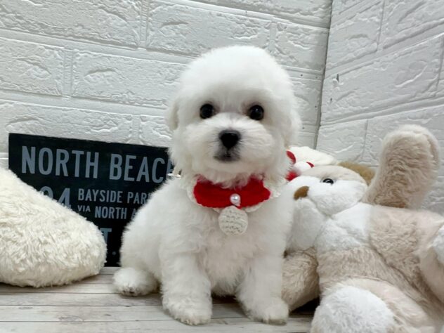 岡山県のビションフリーゼ (ワンキャラット アミーゴ岡南店/2026年2月5日生まれ/女の子/ホワイト)の子犬の2枚目の画像