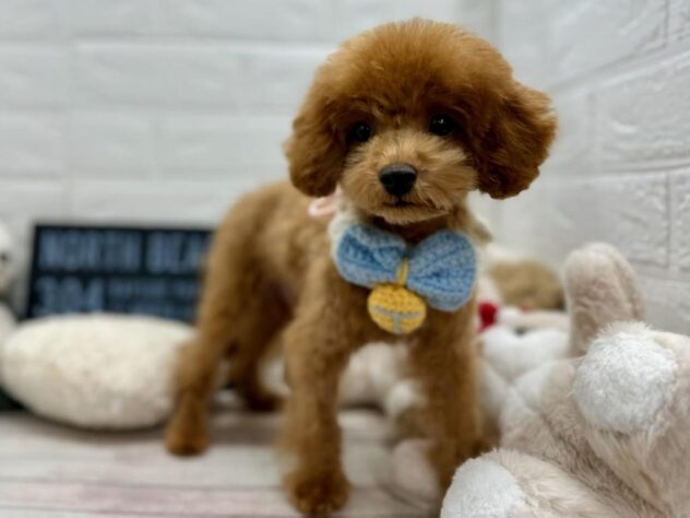 岡山県のトイプードル(トイ) (ワンキャラット アミーゴ岡南店/2026年12月17日生まれ/男の子/レッドフォーン)の子犬の1枚目の画像