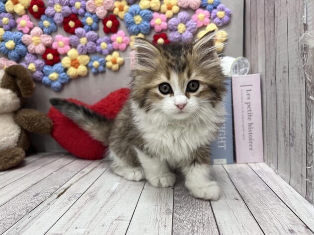 岡山県のサイベリアン (ワンキャラット アミーゴ高屋店/2026年2月19日生まれ/男の子/ブラウンタビーホワイト)の子猫の3枚目の画像