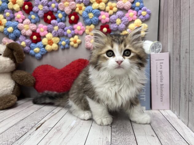 岡山県のサイベリアン (ワンキャラット アミーゴ高屋店/2026年2月19日生まれ/男の子/ブラウンタビーホワイト)の子猫の1枚目の画像