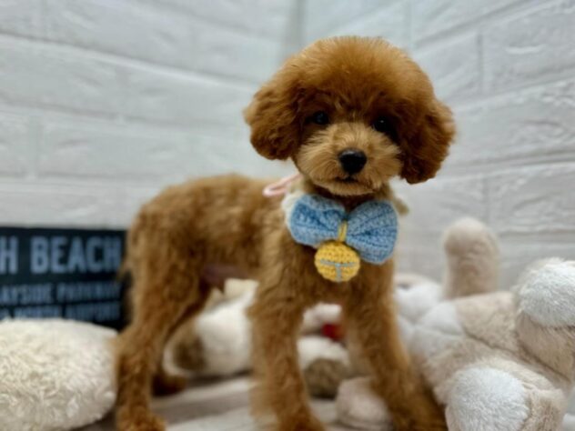 岡山県のトイプードル(トイ) (ワンキャラット アミーゴ岡南店/2026年12月17日生まれ/男の子/レッドフォーン)の子犬の3枚目の画像