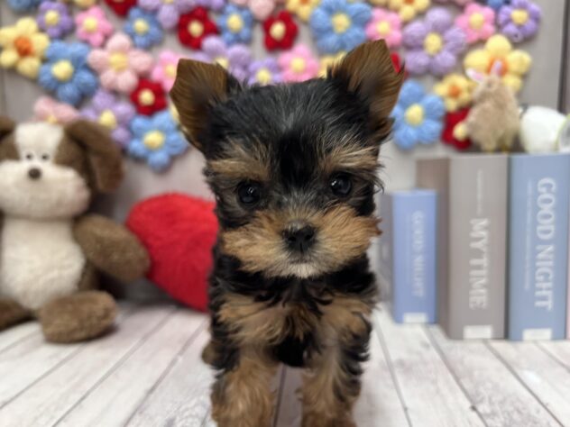 岡山県のヨークシャーテリア (ワンキャラット アミーゴ高屋店/2026年2月24日生まれ/女の子/スチールブルータン)の子犬の1枚目の画像