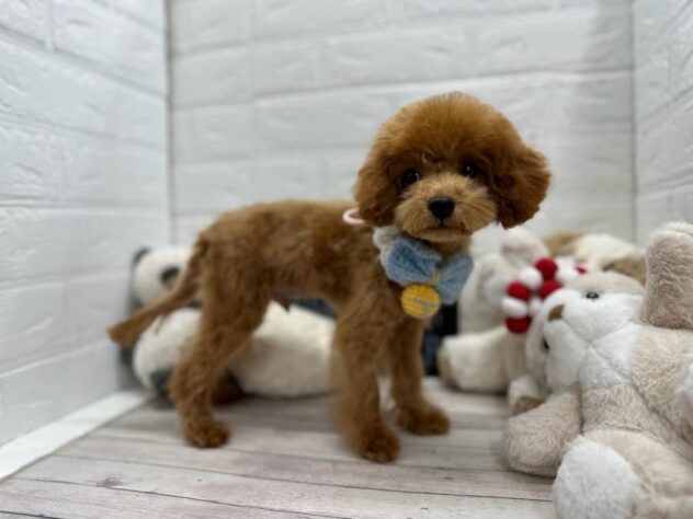 岡山県のトイプードル(トイ) (ワンキャラット アミーゴ岡南店/2026年12月17日生まれ/男の子/レッドフォーン)の子犬の2枚目の画像