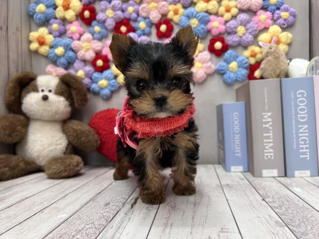 岡山県のヨークシャーテリア (ワンキャラット アミーゴ高屋店/2026年2月24日生まれ/女の子/スチールブルータン)の子犬の2枚目の画像