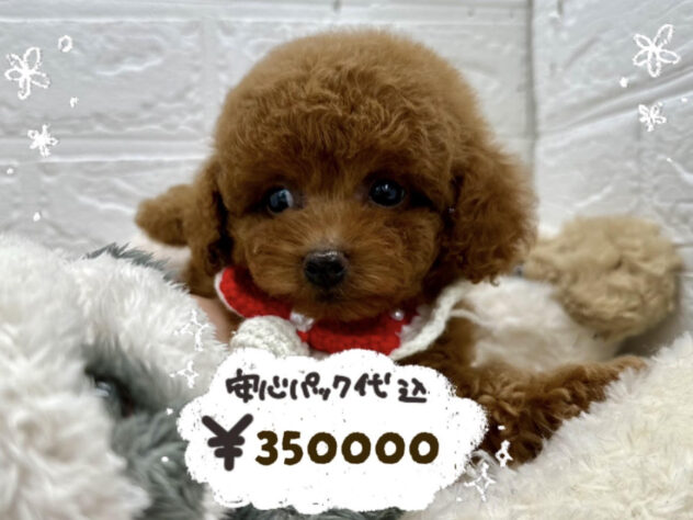 岡山県のトイプードル(トイ) (ワンキャラット アミーゴ岡南店/2026年2月16日生まれ/女の子/レッド)の子犬の1枚目の画像